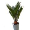 Cycas revoluta