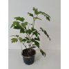 Cissus rhombifolia