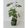 Cissus rhombifolia