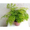 Adiantum raddianum 'Fragrans' (kapradina)