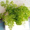 Adiantum raddianum 'Fragrans' (kapradina)