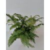 Adiantum hispidulum 'Bronze Venus'  (kapradina)