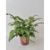 Adiantum hispidulum 'Bronze Venus'  (kapradina)