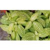 Fittonia verschaffeltii (světlezelená s bílou žilkou)
