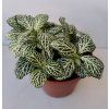 Fittonia verschaffeltii (zelená s bílou žilkou)