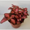 Fittonia verschaffeltii (červená s žilkou)