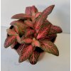 Fittonia verschaffeltii (červená s žilkou)