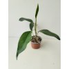 Anthurium scandens