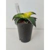 Sansevieria 'Star Canary'