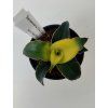 Sansevieria 'Star Canary'