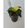 Sansevieria 'Star Canary'