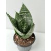 Sansevieria trifasciata 'Hahnii'