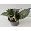 Sansevieria trifasciata 'Hahnii'