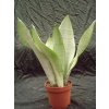 Sansevieria trifasciata 'Moonshine'