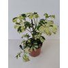 Schefflera arboricola 'Janine' (variegata)