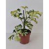 Schefflera arboricola 'Janine' (variegata)