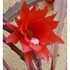 Epiphyllum ackermannii