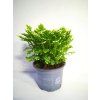 Selaginella martensii 'Jori'