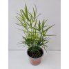 Asparagus falcatus
