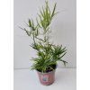 Asparagus falcatus