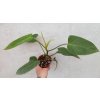 Philodendron 'Emerald'