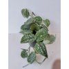 Scindapsus pictus 'Argyraeus'