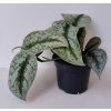 Scindapsus pictus 'Trebie'