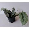 Scindapsus pictus 'Trebie'
