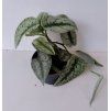 Scindapsus pictus 'Trebie'