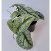 Scindapsus pictus 'Trebie'
