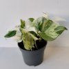 Epipremnum pinnatum 'Happy Leaf'