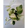 Epipremnum pinnatum 'Happy Leaf'