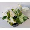 Epipremnum pinnatum 'Happy Leaf'