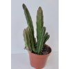 Stapelia leendertziae