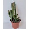 Stapelia leendertziae