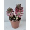 Sedum rubrotinctum 'Aurora Pink'