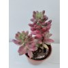 Sedum rubrotinctum 'Aurora Pink'
