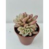 Sedum rubrotinctum 'variegata'