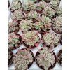 Sedum rubrotinctum 'variegata'