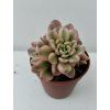 Sedum rubrotinctum 'variegata'