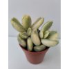 Cotyledon ladysmithensis 'variegata'