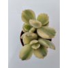 Cotyledon ladysmithensis 'variegata'