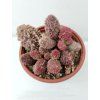 Adromischus marianae 'Pink Coral'
