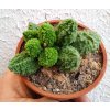 Adromischus marianae 'Lima Drops'