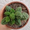 Adromischus marianae 'Lima Drops'