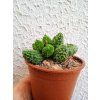 Adromischus marianae 'Lima Drops'
