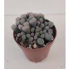 Fenestraria rhopalophylla