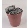 Fenestraria rhopalophylla