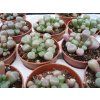 Fenestraria rhopalophylla