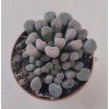 Fenestraria rhopalophylla